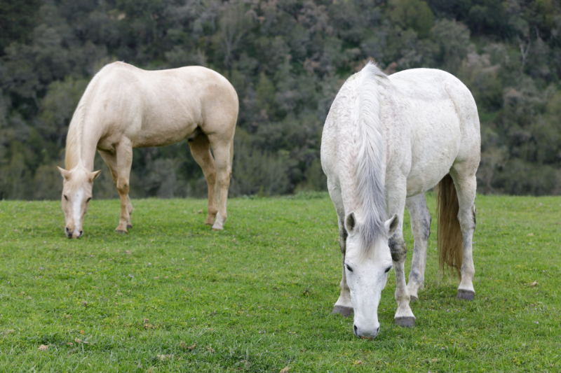 Los Altos Hills